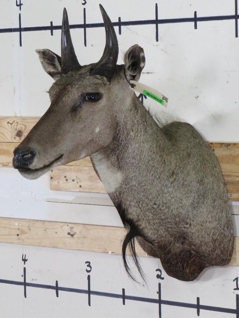Nilgai Sh Mt TAXIDERMY