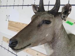 Nilgai Sh Mt TAXIDERMY