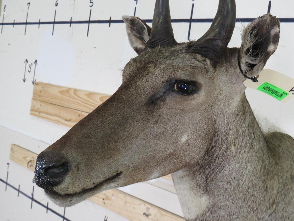 Nilgai Sh Mt TAXIDERMY