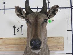 Nilgai Sh Mt TAXIDERMY