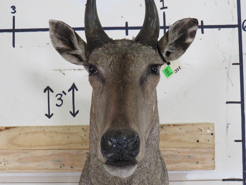 Nilgai Sh Mt TAXIDERMY