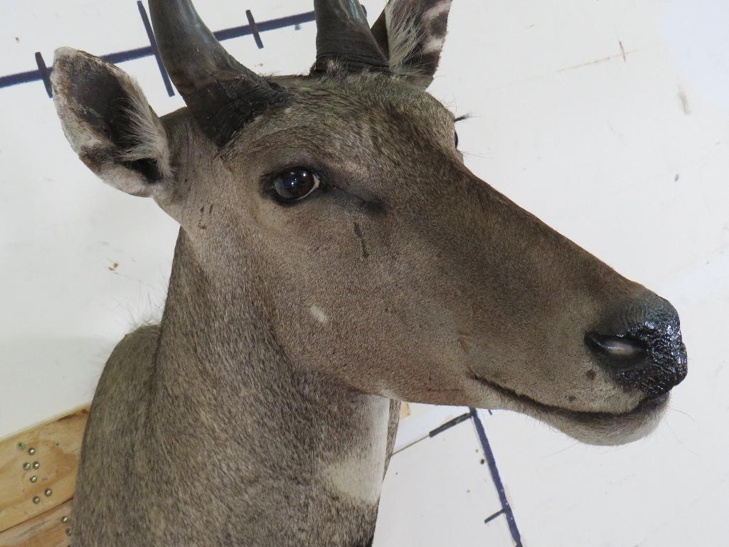 Nilgai Sh Mt TAXIDERMY