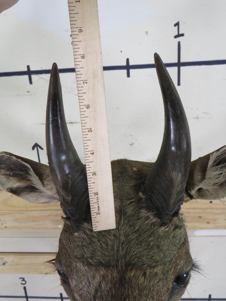 Nilgai Sh Mt TAXIDERMY