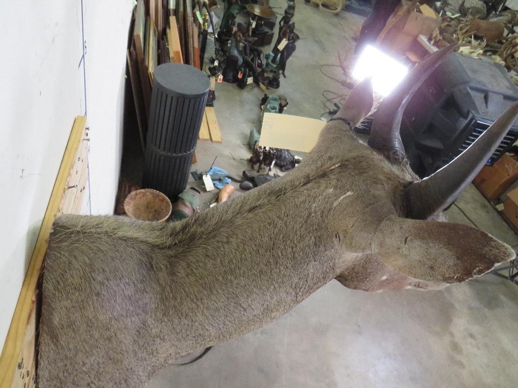 Nilgai Sh Mt TAXIDERMY