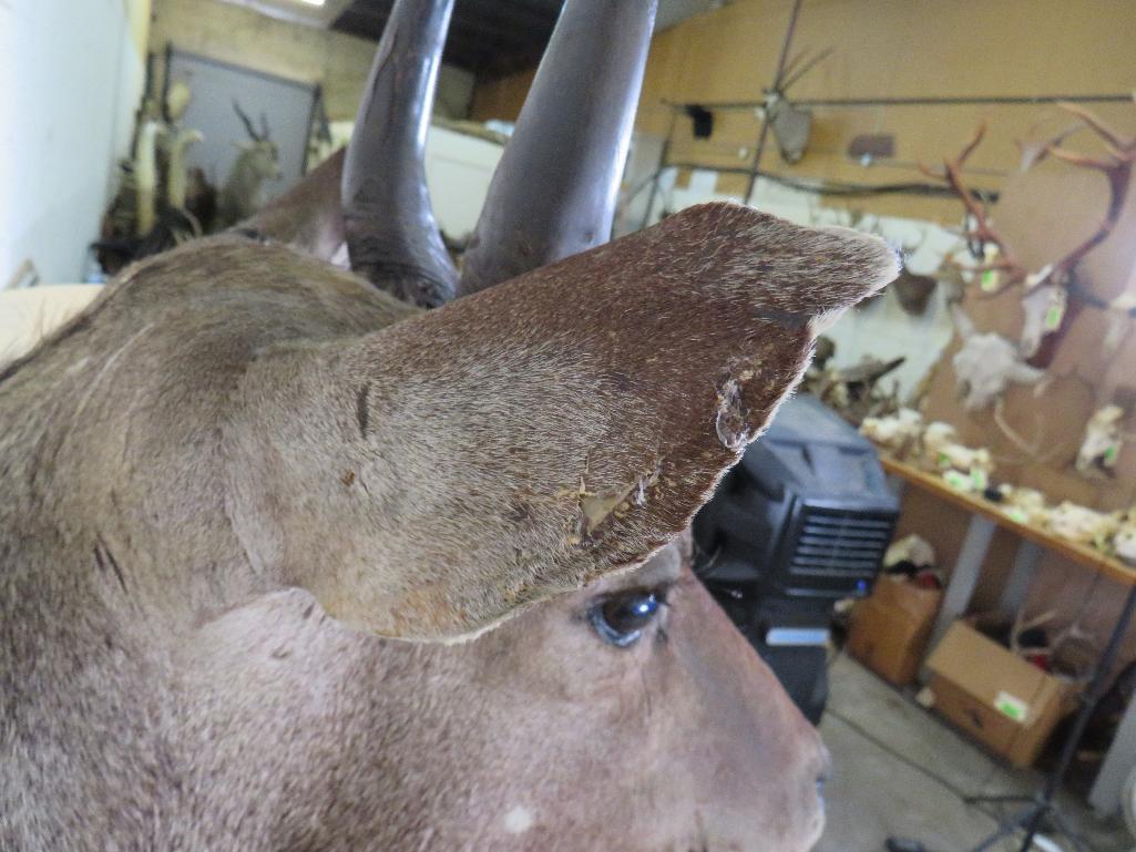 Nilgai Sh Mt TAXIDERMY