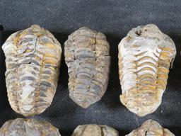 10 Trilobite "Diacalymene" Devonian Era Fossils, From Morocco ROCKS,MINERALS,FOSSILS