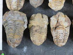 10 Trilobite "Diacalymene" Devonian Era Fossils, From Morocco ROCKS,MINERALS,FOSSILS