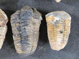 10 Trilobite "Diacalymene" Devonian Era Fossils, From Morocco ROCKS,MINERALS,FOSSILS