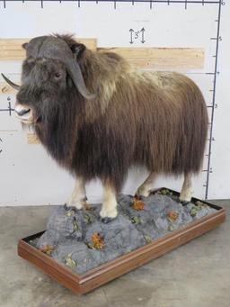 Very Nice/Clean Lifesize Musk Ox on Base w/Wheels TAXIDERMY