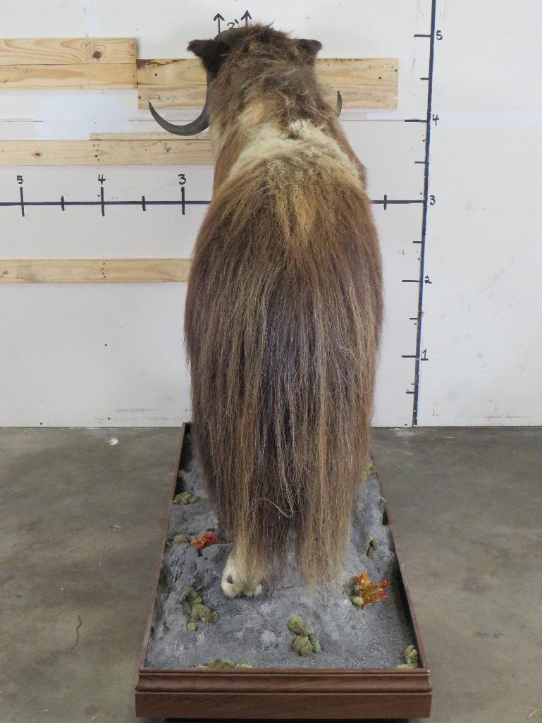 Very Nice/Clean Lifesize Musk Ox on Base w/Wheels TAXIDERMY