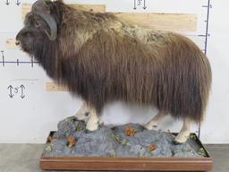 Very Nice/Clean Lifesize Musk Ox on Base w/Wheels TAXIDERMY