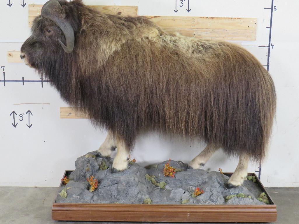 Very Nice/Clean Lifesize Musk Ox on Base w/Wheels TAXIDERMY