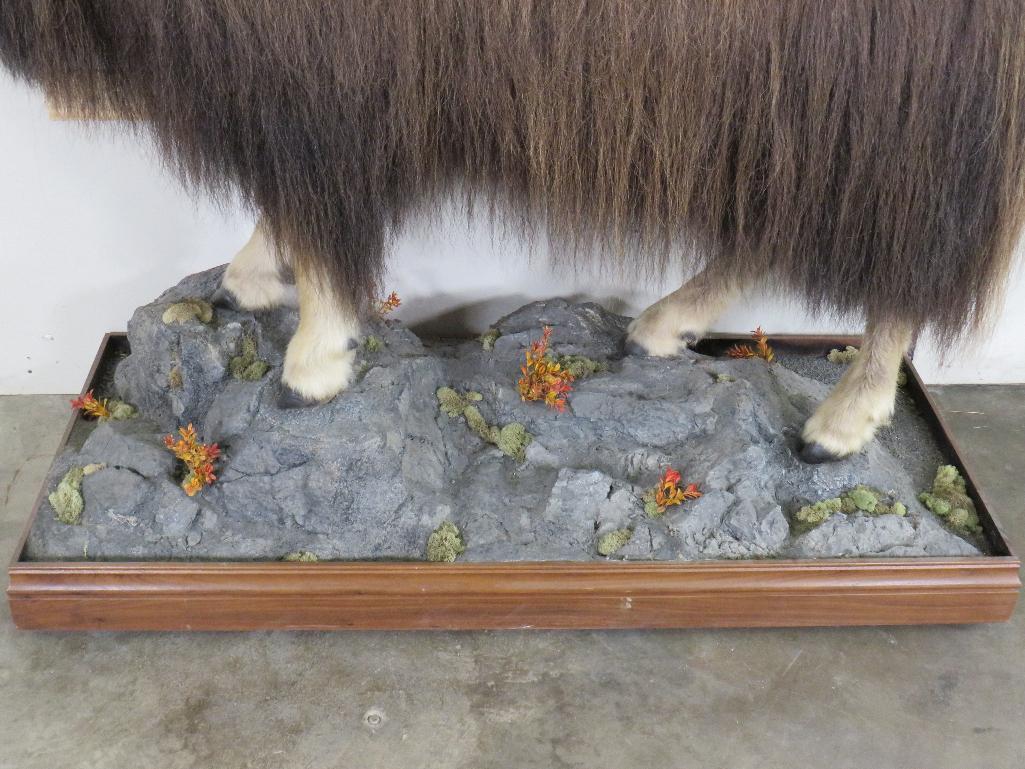 Very Nice/Clean Lifesize Musk Ox on Base w/Wheels TAXIDERMY