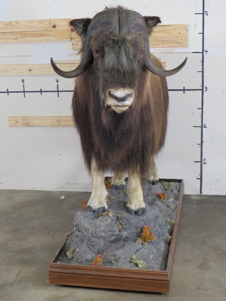 Very Nice/Clean Lifesize Musk Ox on Base w/Wheels TAXIDERMY