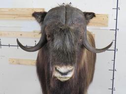 Very Nice/Clean Lifesize Musk Ox on Base w/Wheels TAXIDERMY