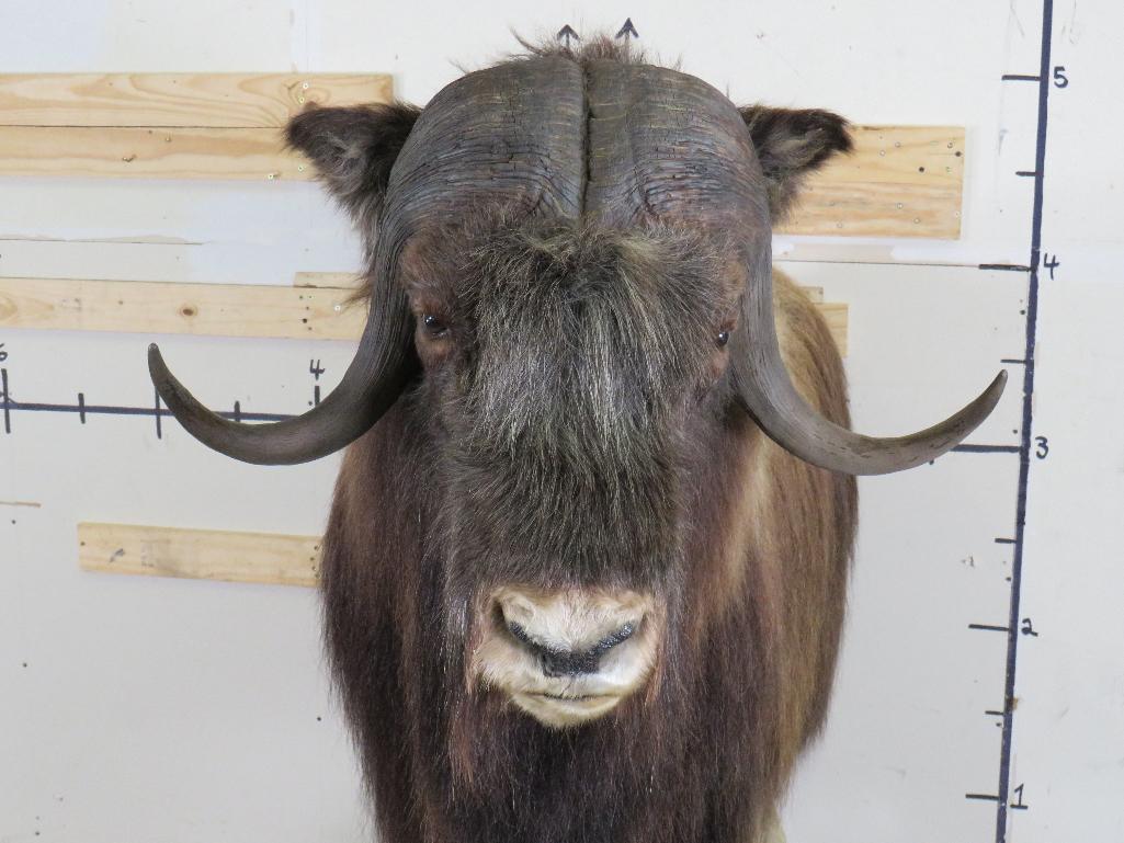 Very Nice/Clean Lifesize Musk Ox on Base w/Wheels TAXIDERMY
