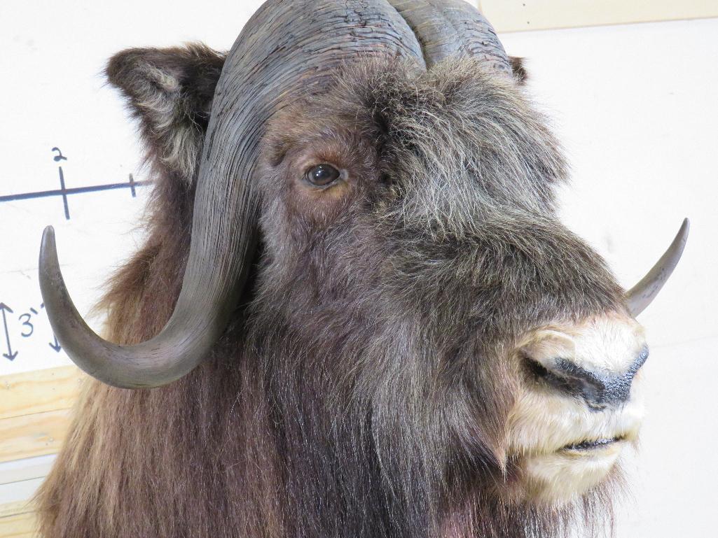 Very Nice/Clean Lifesize Musk Ox on Base w/Wheels TAXIDERMY