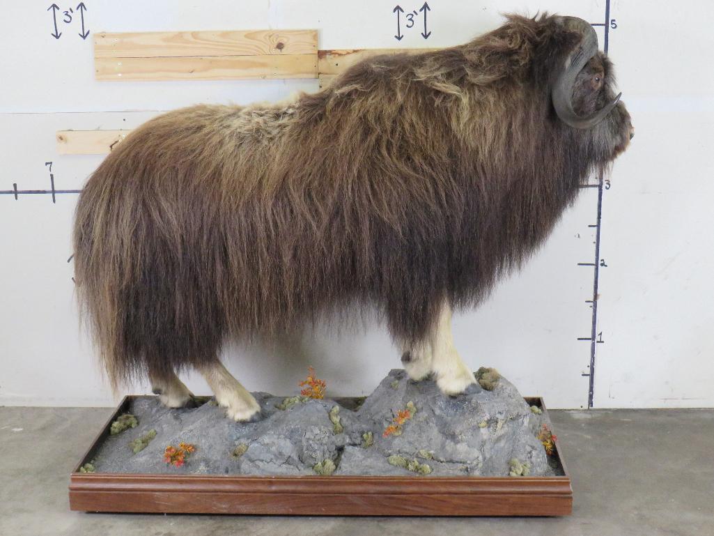 Very Nice/Clean Lifesize Musk Ox on Base w/Wheels TAXIDERMY
