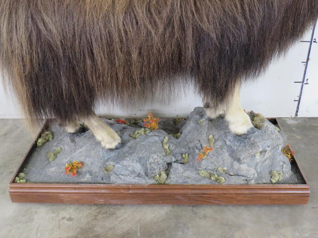 Very Nice/Clean Lifesize Musk Ox on Base w/Wheels TAXIDERMY