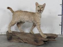 Lifesize Derpy Bobcat on Natural Log Base TAXIDERMY