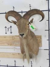 Adolescent Aoudad Sh Mt TAXIDERMY