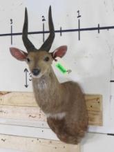 Bushbuck Sh Mt TAXIDERMY