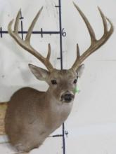 8 Pt Whitetail Sh Mt TAXIDERMY