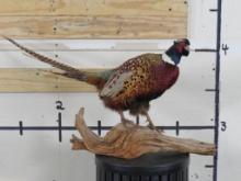 Beautiful Lifesize Ring-Necked Pheasant on Natural Wood Base TAXIDERMY