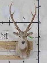 Nice/Newer Axis Deer Sh Mt TAXIDERMY