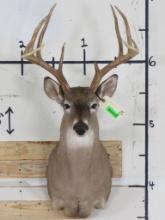 Big Rack 10pt Whitetail Sh Mt w/20" Spread TAXIDERMY