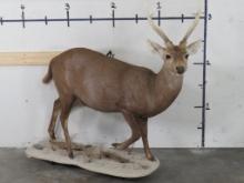 Very Nice Lifesize Hog Deer on Base w/Wheels TAXIDERMY