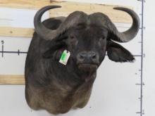 Cape Buffalo Sh Mt TAXIDERMY