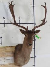 Nice Fallow Deer Sh Mt TAXIDERMY