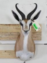 Very Nice/Clean Springbok Sh Mt TAXIDERMY