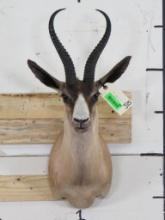 Nice/Clean Chocolate Springbok Sh Mt w/Big Horns TAXIDERMY