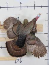 Lifesize Flying Turkey TAXIDERMY