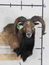 Nice Mouflon Sheep Wall Pedestal TAXIDERMY