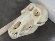 Very Nice XL Skull w/All Teeth TAXIDERMY