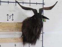 Catalina Goat Sh Mt TAXIDERMY