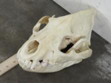 Very Nice Hyena Skull w/All Teeth & Wired Jaw TAXIDERMY