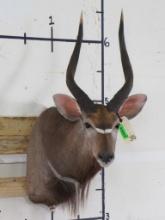 Very Nice/Newer Nyala Sh Mt TAXIDERMY