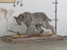 Lifesize Bobcat on Base TAXIDERMY