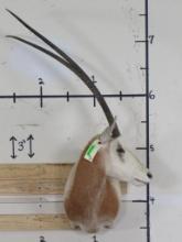 Nice Addax Sh Mt *TX RES ONLY* TAXIDERMY