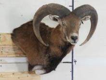 Very Nice/Newer Mouflon Wall Pedestal TAXIDERMY