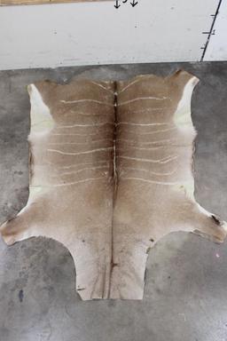 Very Nice KUDU Back Hide