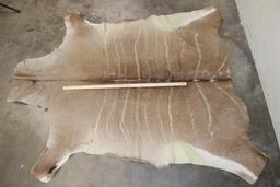 Very Nice KUDU Back Hide