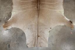 Very Nice KUDU Back Hide