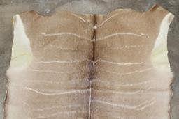 Very Nice KUDU Back Hide