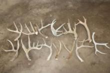 (9) Assorted Antler SHEDS and (4) Antler Cutoffs (ONE$)