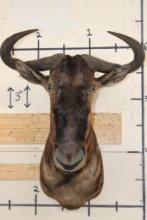 BLUE WILDEBEEST Shoulder Mount